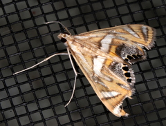 Margarosticha euprepialis