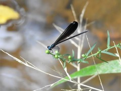 Calopteryx maculata