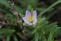 Spergularia macrotheca