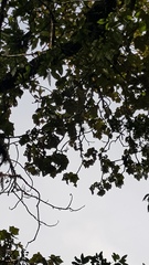 Chiranthodendron pentadactylon