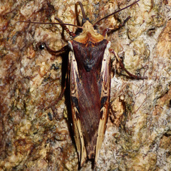 Xylena curvimacula