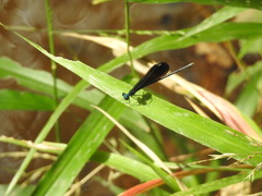 Calopteryx maculata