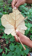 Chiranthodendron pentadactylon