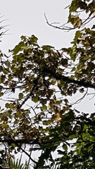 Chiranthodendron pentadactylon
