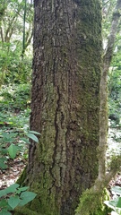 Chiranthodendron pentadactylon