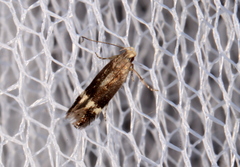 Aproaerema simplexella