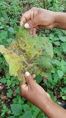 Chiranthodendron pentadactylon