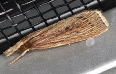 Calamotropha leptogrammellus