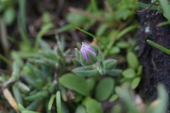 Spergularia macrotheca