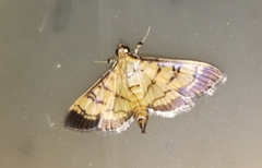 Ategumia