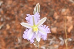 Thysanotus baueri