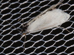 Scirpophaga