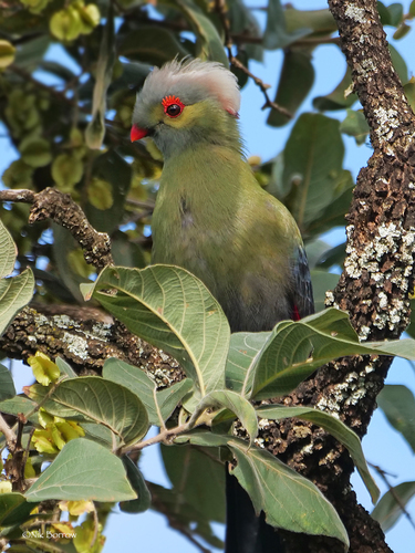 Prince Ruspoli's Turaco