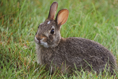 Eastern Cottontail photo 2
