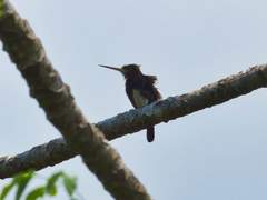 Brachygalba lugubris