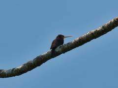 Brachygalba lugubris