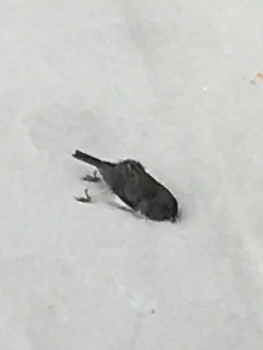 Slate-colored Junco photographed in Massachusetts