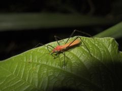 Saicinae