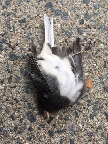 Slate-colored Junco photographed in Massachusetts