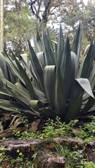 Agave atrovirens