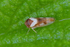 Oncopsis avellanae