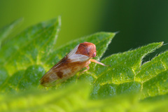 Oncopsis avellanae