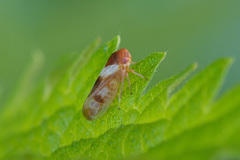 Oncopsis avellanae