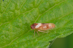 Oncopsis avellanae