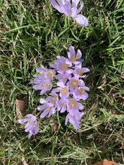 Crocus kotschyanus