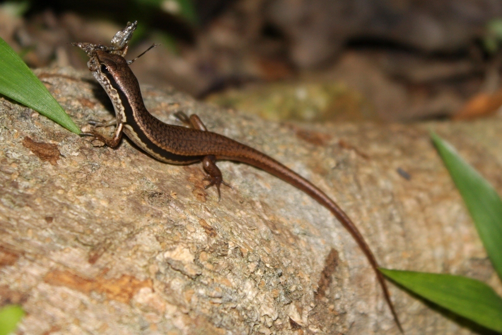 蝘蜓 Indian Forest Skink (版纳植物园常见两爬) · iNaturalist