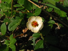 Kallstroemia rosei