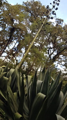Agave atrovirens