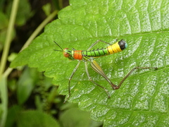 Paramastax rosenbergi