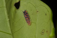 Ladoffa sannionis