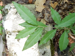 Sideroxylon lycioides
