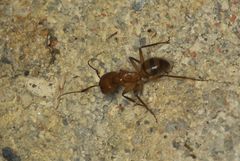 Camponotus conspicuus