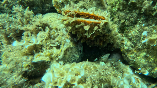 Pinna rudis