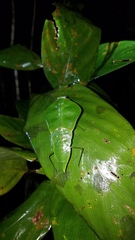 Choeradodis rhomboidea