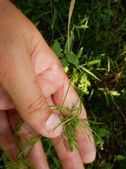 Trepocarpus aethusae