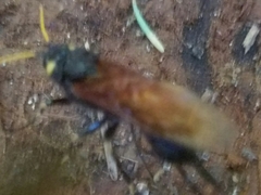 Urocerus californicus