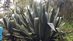 Agave atrovirens