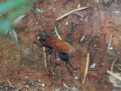 Urocerus californicus