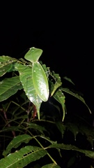 Choeradodis rhomboidea