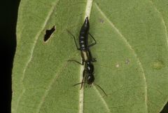 Paederus ornaticornis