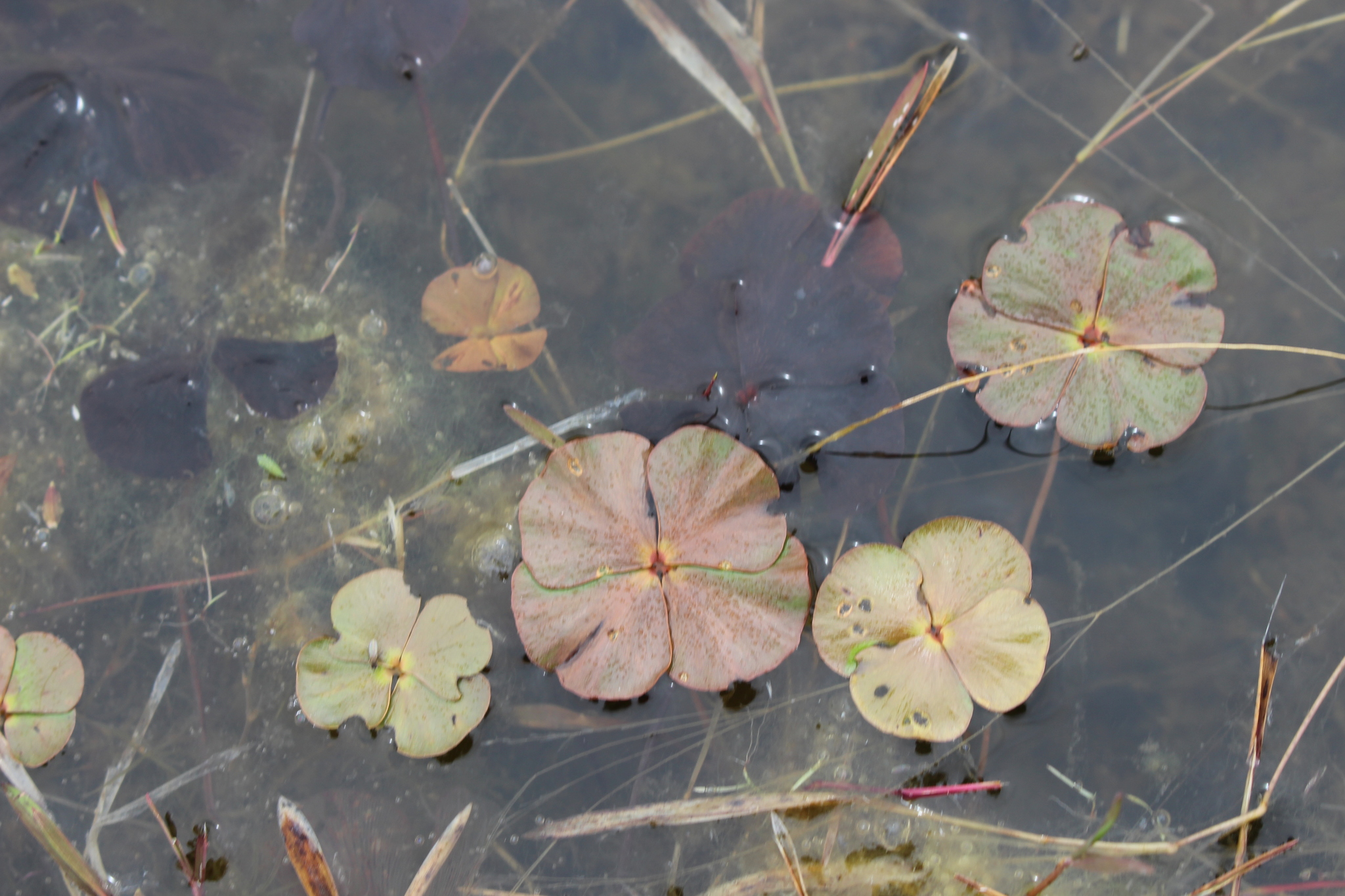Marsilea mollis