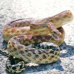 Cape Gopher Snake photo 3