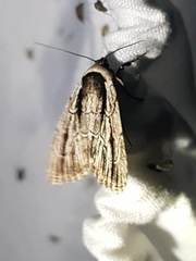 Sympistis badistriga