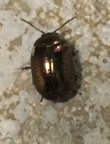 Greater St. John's wort beetle photo 5