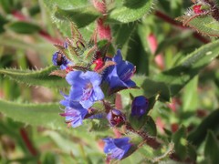 Lobostemon argenteus