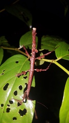 Lobolibethra